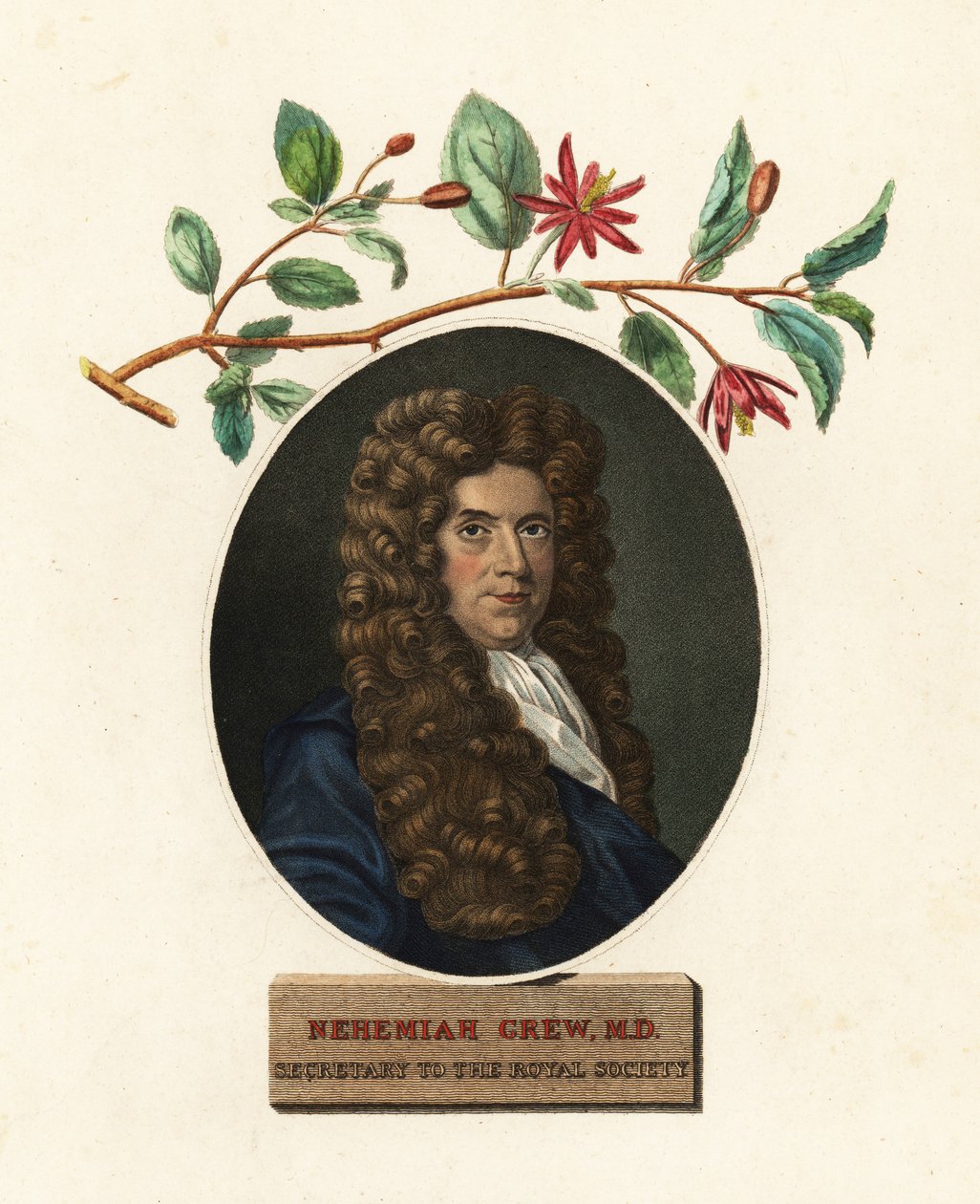 Portrét Nehemiáše Grewa, lékaře a botanika. 1809 (rytina) od Robert White