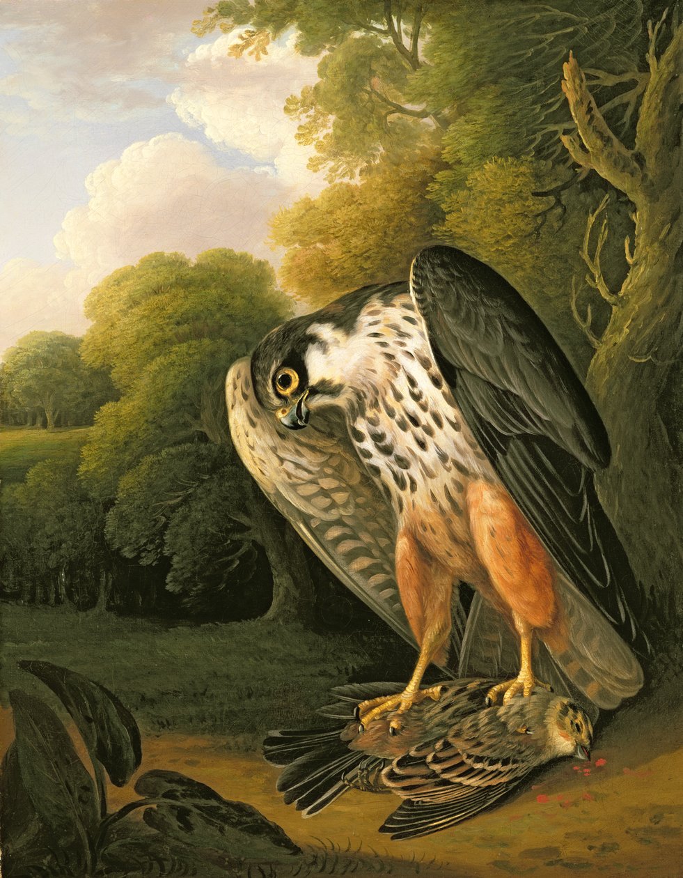 Hobby Hawk a Prey stříleli na Buxton od Robert Wilkinson Padley