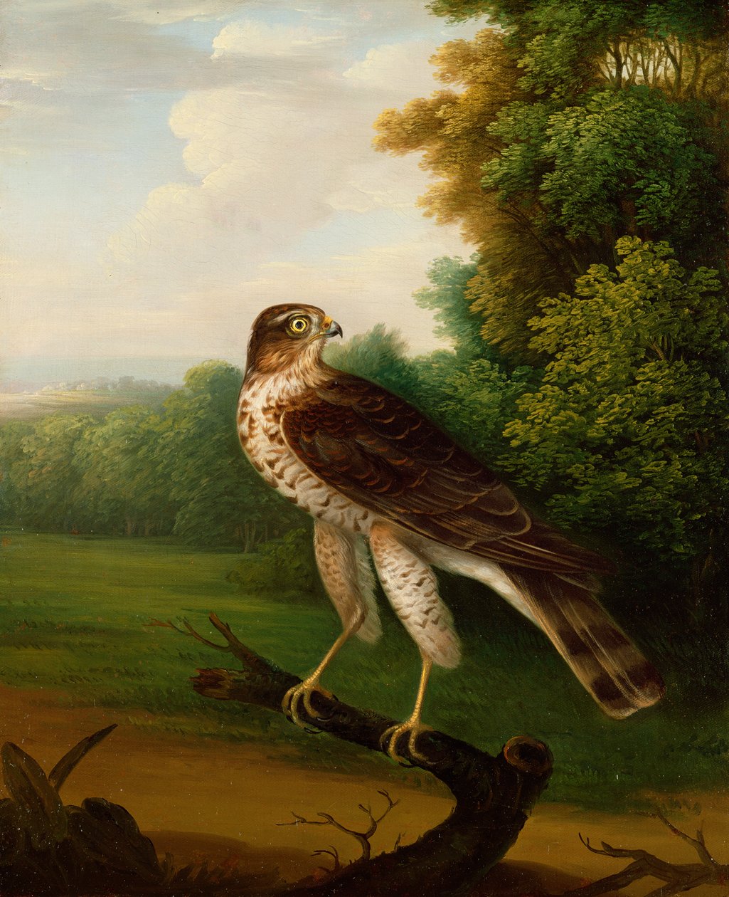 Mladá žena Hawk, jeden rok stará (olej na plátně) od Robert Wilkinson Padley