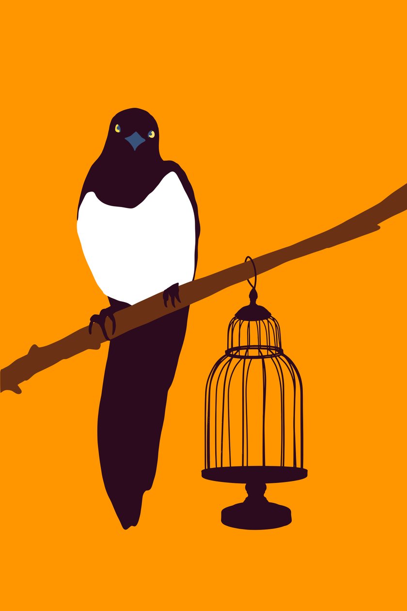 Garden Variety Magpie, 2022 (digitální) od Roberta Murray