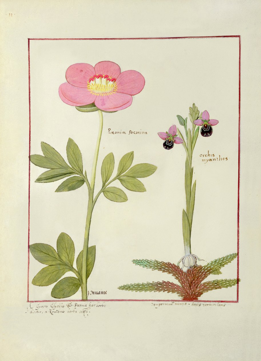 Paeonia nebo Pivoňka a Orchis myanthos, ilustrace z Knihy jednoduchých léků Mattheau Platearius od Robinet Testard
