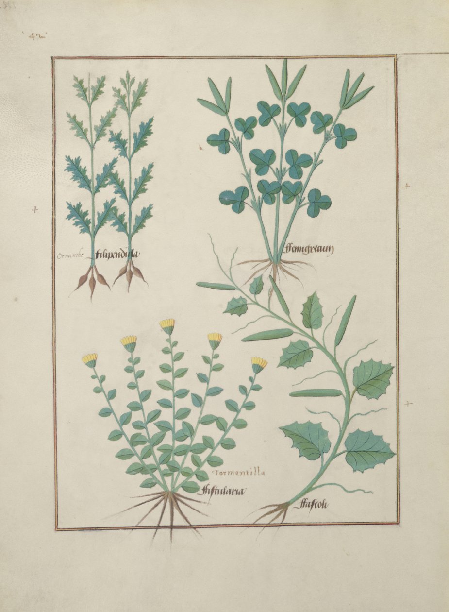 Paní Fr. Fv VI #1 f.132v Horní řada: Filipendula. Spodní řada: Fistularia a Faseolus, ilustrace z knihy The Book of Simple Medicines, od Mattheau Platearius (d.c.1161) c.1470 od Robinet Testard