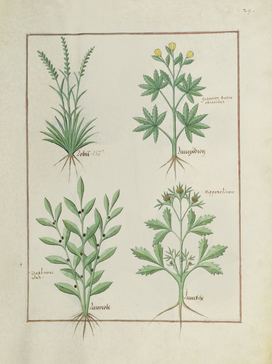 Paní Fr. Fv VI #1 fol. 126r Horní řada: Lolni a Geranium. Spodní řada: Daphnoides a Petržel, ilustrace z Knihy jednoduchých léků, Matteaus Platearius (d.c.1161) c.1470 od Robinet Testard