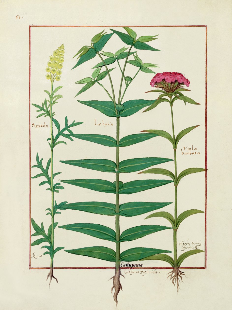 Reseda, Euphorbia a Dianthus, ilustrace z Knihy jednoduchých léků od Mattheau Platearius 1 od Robinet Testard