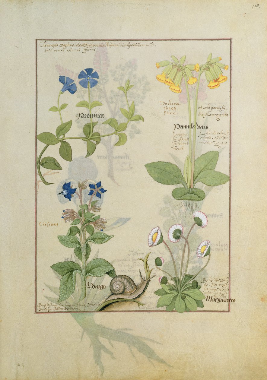 Modrý Clematis nebo Crowfoot a Primula. Spodní řada Brutnák nebo Pomněnka a Marguerita Daisy od Robinet Testard