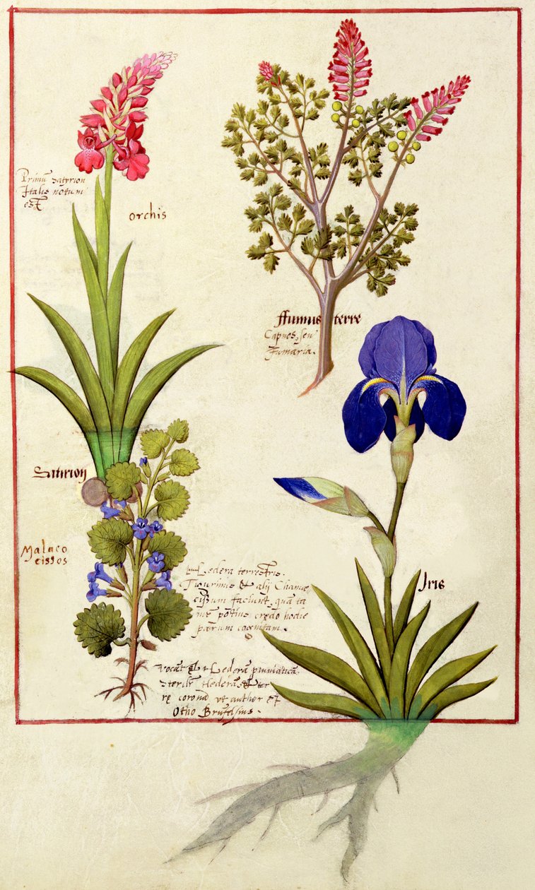 Horní řada: Orchidej a fumitory nebo Krvácející srdce. Dolní řada: Hedera a Iris, ilustrace z knihy The Book of Simple Medicines od Matthaeus Platearius 114v od Robinet Testard