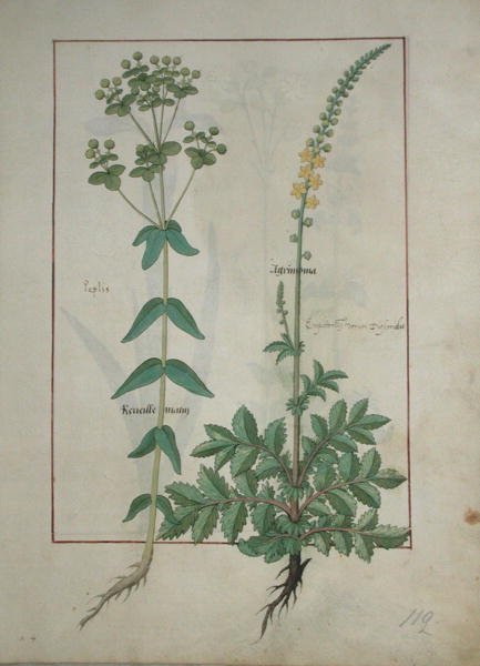 Paní Fr. Fv VI #1 fol.115 Reveille Matin and Agrimonia, ilustrace z knihy The Book of Simple Medicines od Mattheau Platearius (d.c.1161) c.1470 od Robinet Testard