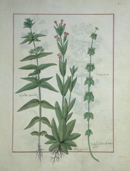 Paní Fr. Fv VI #1 fol.116 Elusae Gennus, kmín tymián a křížovka, ilustrace z knihy The Book of Simple Medicines od Mattheaua Platearia (d.c.1161) c.1470 od Robinet Testard