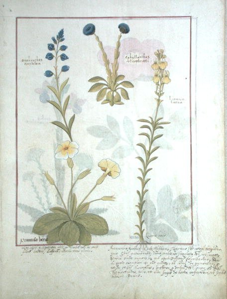 Paní Fr. Fv VI #1 fol.117 Horní řada: Onobrychis nebo Sainfoin a Aphyllanthes. Spodní řada: Linaria Lutea a Primula Veris neboli prvosenka, ilustrace z knihy The Book of Simple Medicines od Mattheau Platear od Robinet Testard