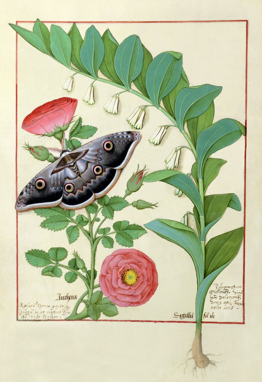 Ilustrace růže a polygonatum (Šalamounova pečeť) z Knihy jednoduchých léků od Mattheau Platearius od Robinet Testard