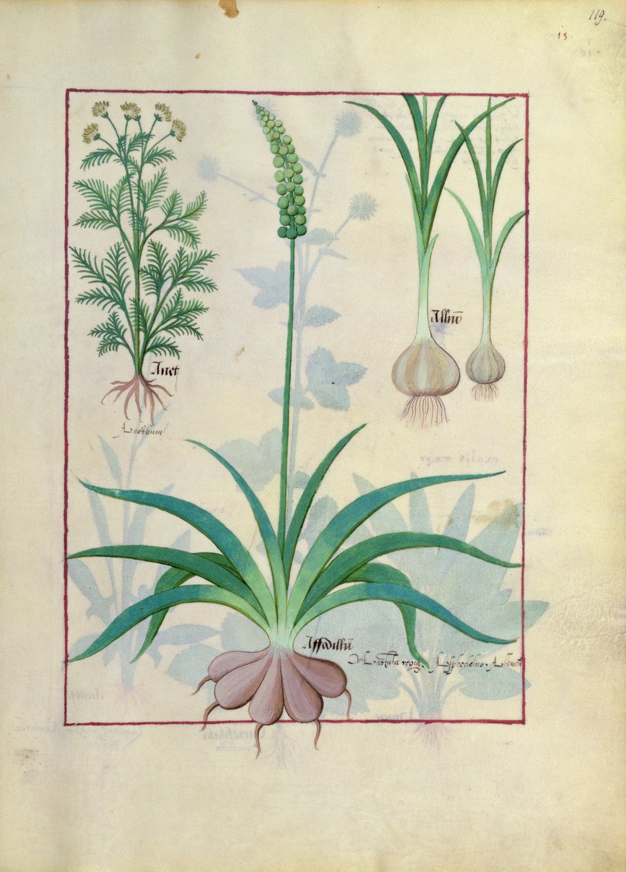 Česnek a další rostliny, ilustrace z knihy The Book of Simple Medicines od Mattheaua Platearia od Robinet Testard