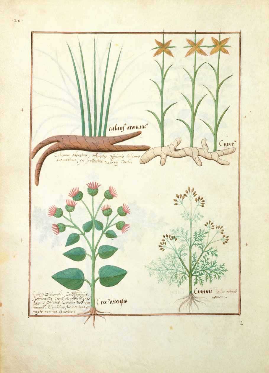 Cyperus, Calamus, Crocus ostensis, ilustrace z Knihy jednoduchých léků od Mattheau Platearius 119v od Robinet Testard