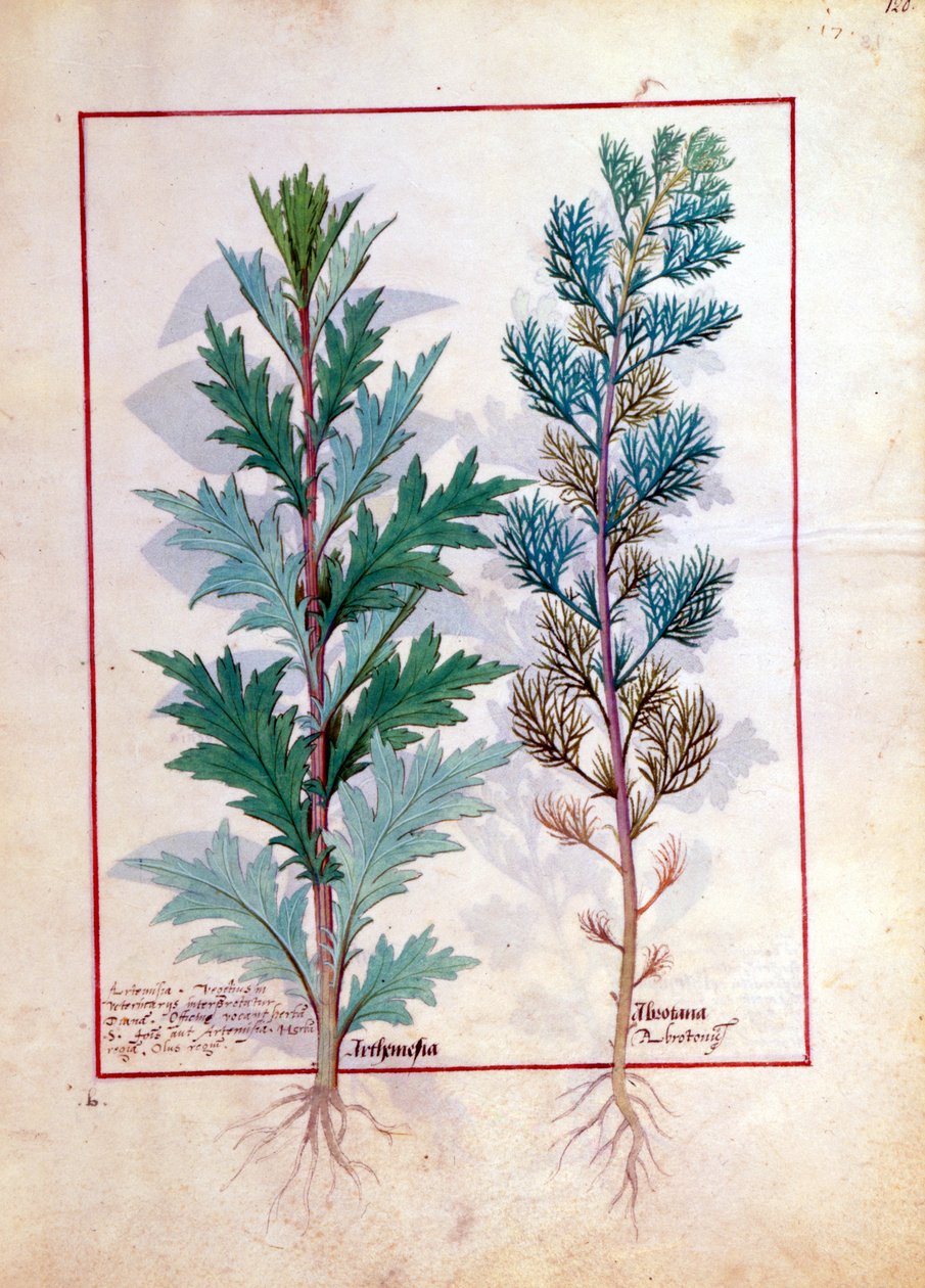 Dvě odrůdy Artemesie, ilustrace z Knihy jednoduchých léků od Matthea Platearia 120r od Robinet Testard