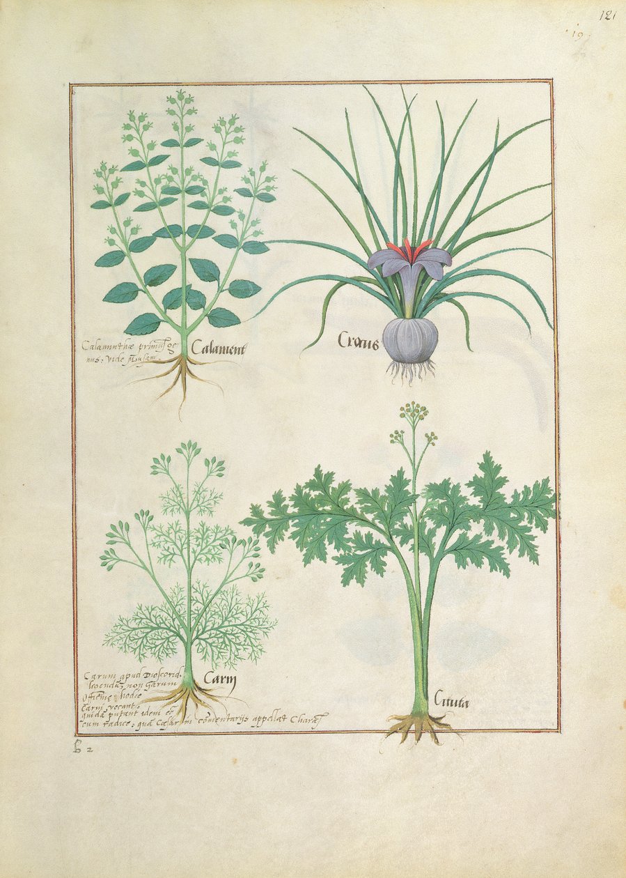 Calamint, Crocus, Carraway a Citusa, ilustrace z Knihy jednoduchých léků od Mattheau Platearius 121r od Robinet Testard