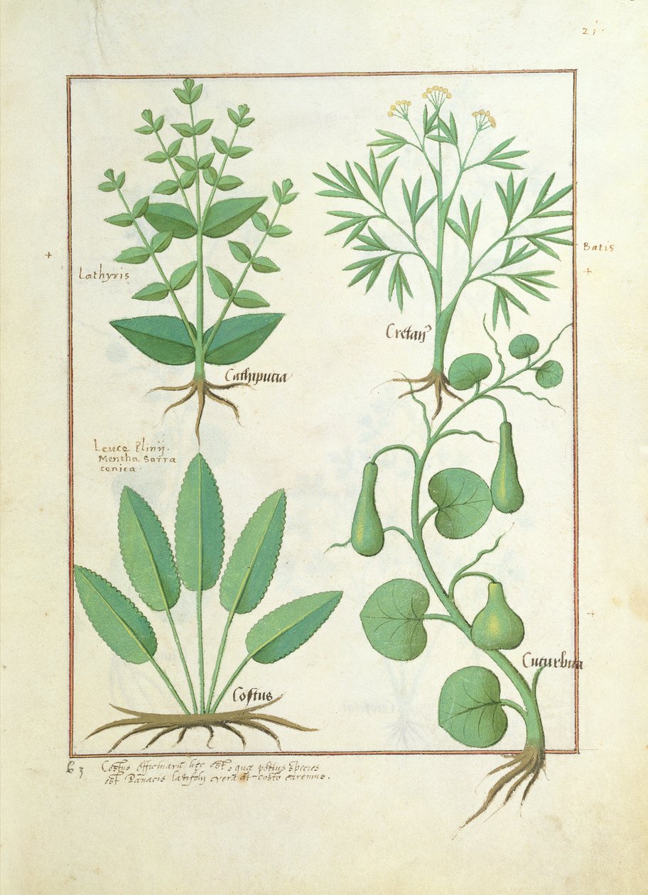 Euphorbia Lathyris, bukvice, máta a fík, ilustrace z Knihy jednoduché medicíny od Mattheau Platearius 122 od Robinet Testard