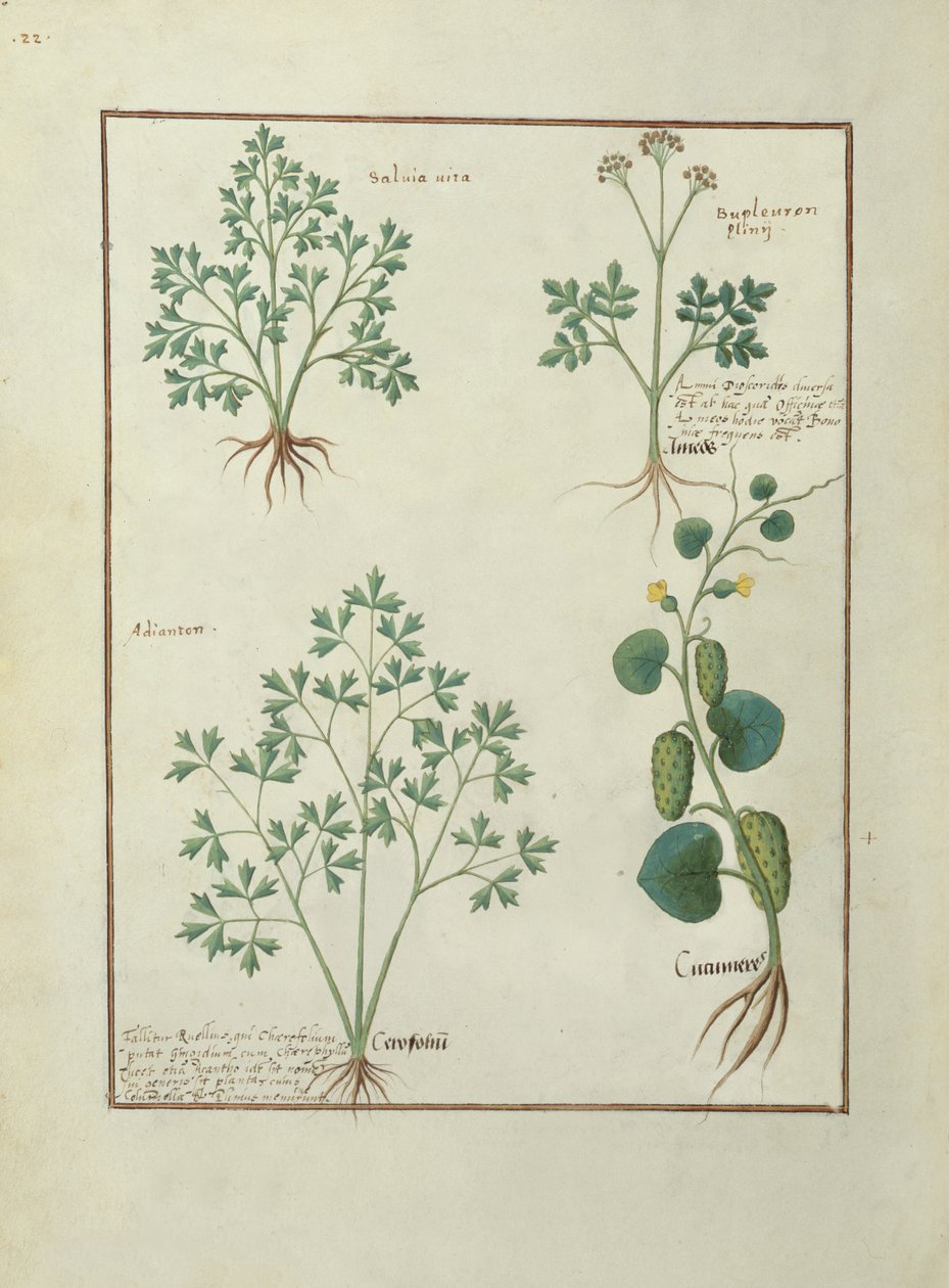 Paní Fr. Fv VI #1 fol.122v Top Row: Sage and Bupleurum, ilustrace z knihy The Book of Simple Medicines od Mattheaua Platearia (d.c.1161) c.1470 od Robinet Testard