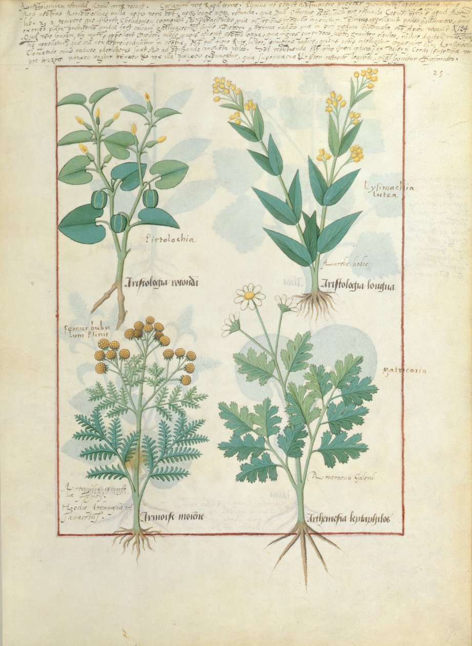 Horní řada: Aristolochia Rotundi a Aristolochia Longua. Dolní řada: Armoise a Artemesia, ilustrace z The Simple Book of Medicines, Matteaus Platearius 124r od Robinet Testard