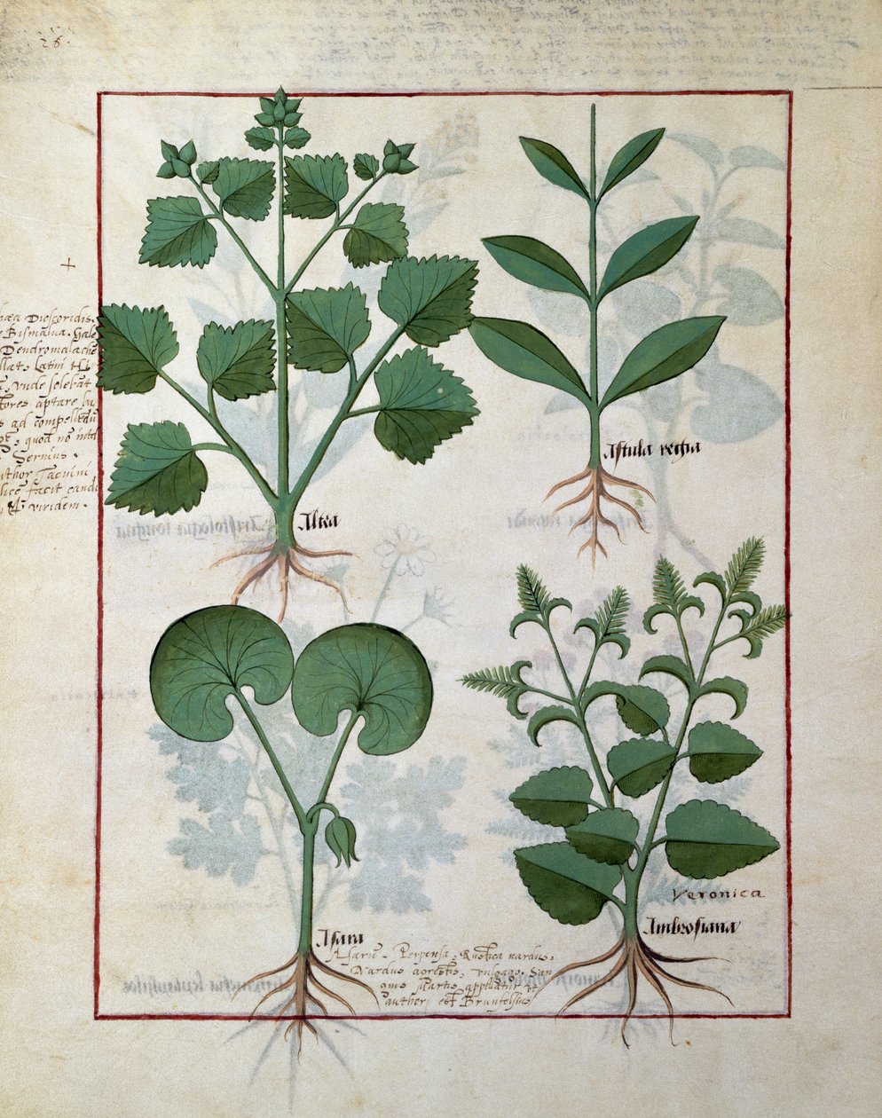 Marshmallow a Hastula Regia. Dolní řada: Asarabacca a Speedwell, ilustrace z The Simple Book of Medicines od Matteuse Platearius 124v od Robinet Testard