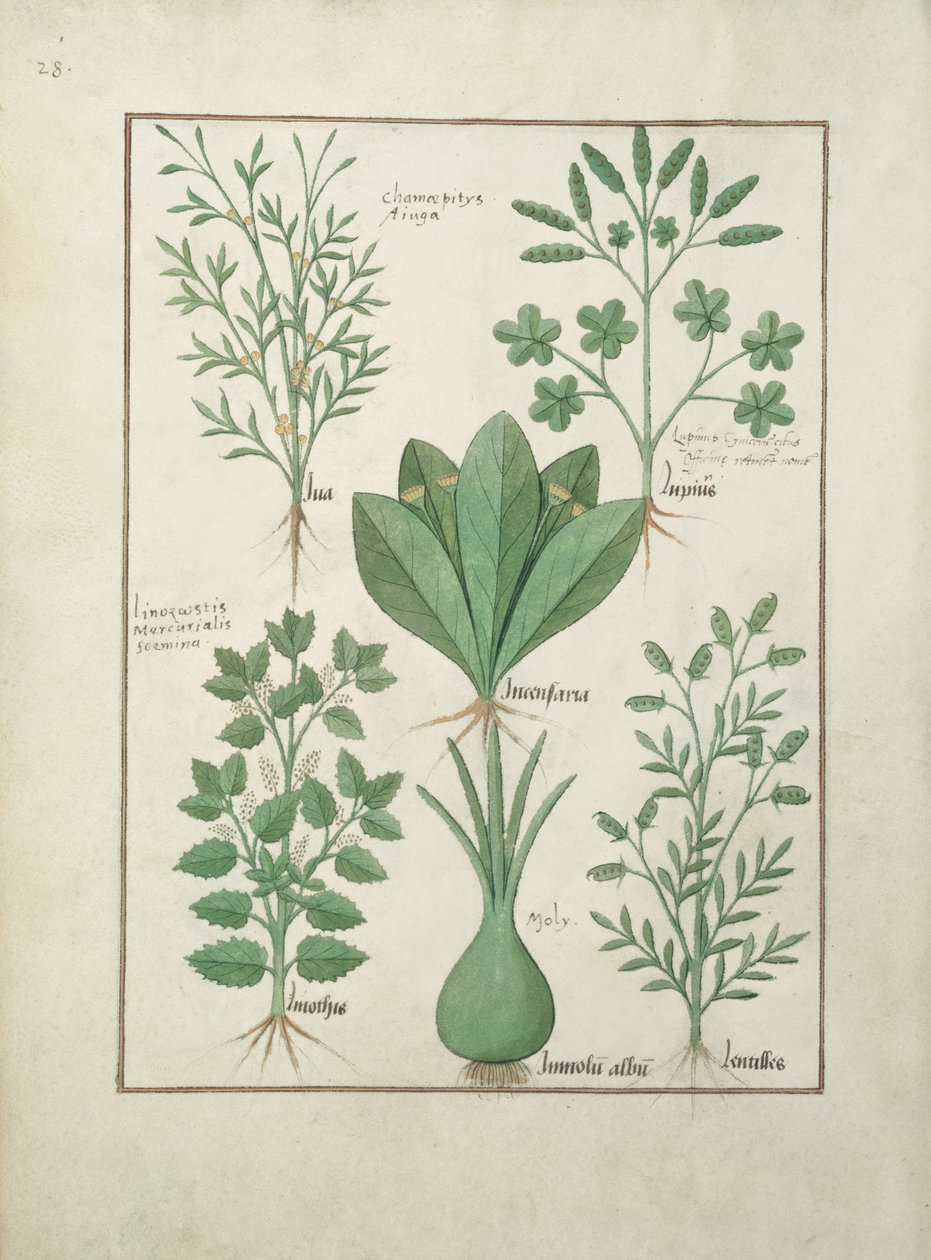 Paní Fr. Fv VI #1 fol.125v Horní řada: Žlutá polnice, Incensaria a Lupius. Spodní řada: Dogs Mercury, Lily Leek a Lentilles, ilustrace z knihy The Book of Simple Medicines od Matteause Platearia (d.c.11 od Robinet Testard