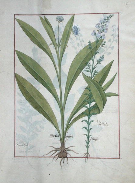 Paní Fr. Fv VI #1 fol.127r Devils-bit scabious and Toadflax, ilustrace z knihy The Book of Simple Medicines, od Mattheaua Platearia (d.c.1161) c.1470 od Robinet Testard