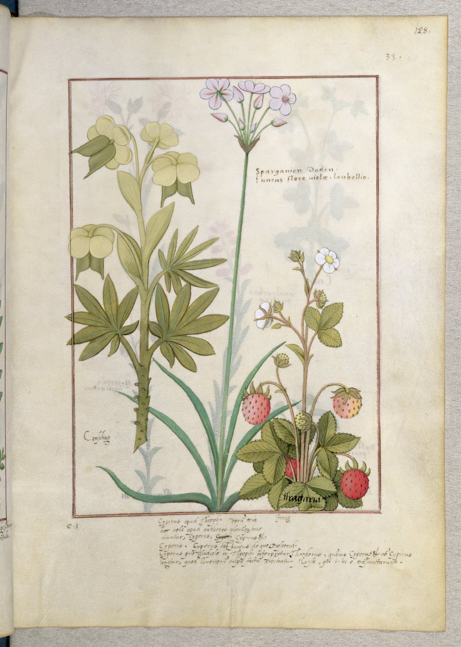 Consiligo, Burreed a Strawberry, ilustrace z knihy The Book of Simple Medicines, od Mattheau Platearius 128r od Robinet Testard