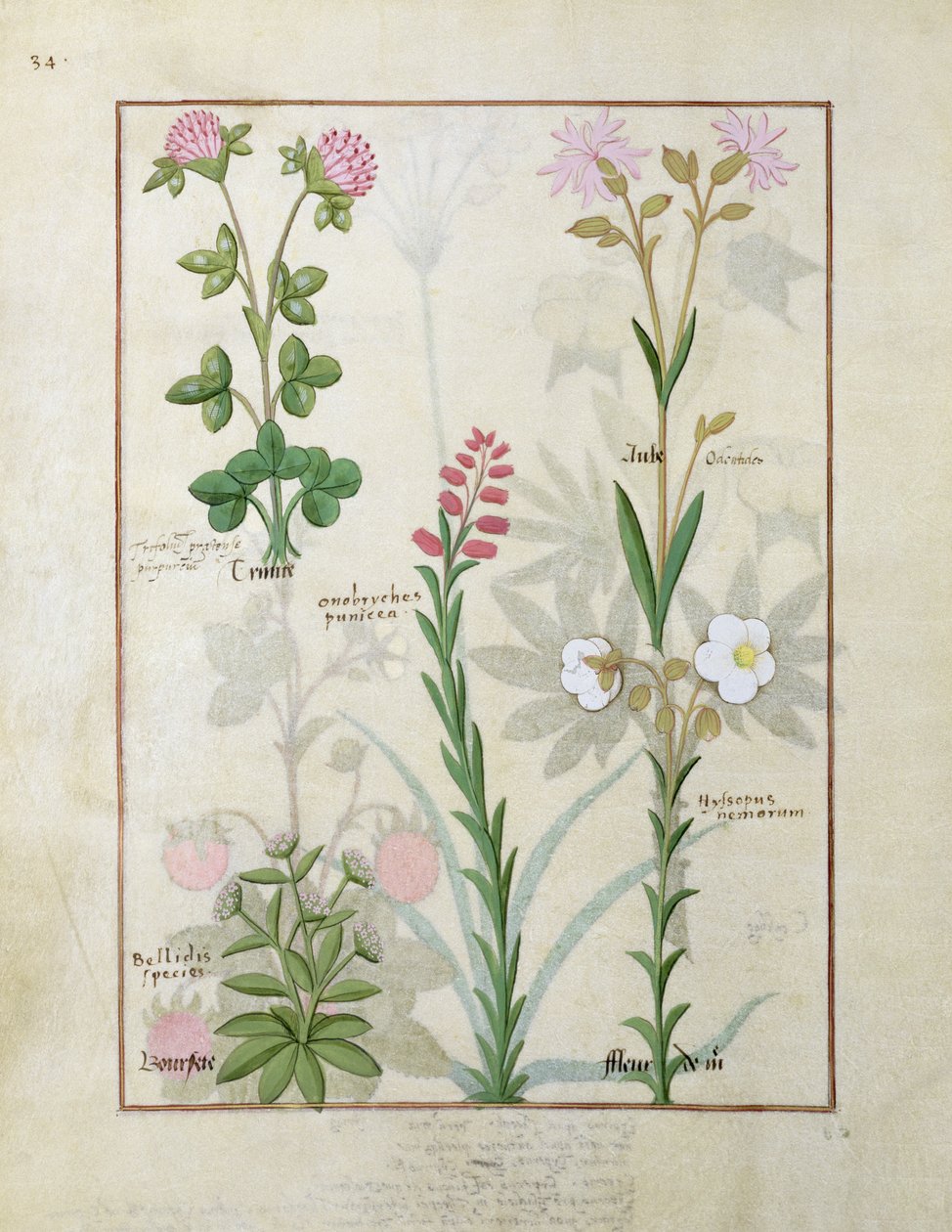Horní řada Červený jetel a Aube. Spodní řada Bellidis species, Onobrychis a Hyssopus nemorum, ilustrace z Knihy jednoduchých léků, Mattheau Platearius od Robinet Testard