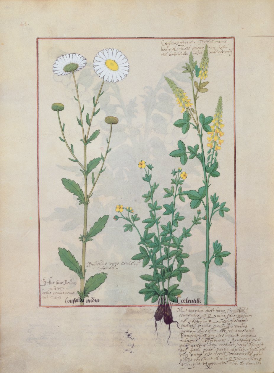 Ilustrace z knihy The Book of Simple Medicines od Mattheau Platearius 134v od Robinet Testard