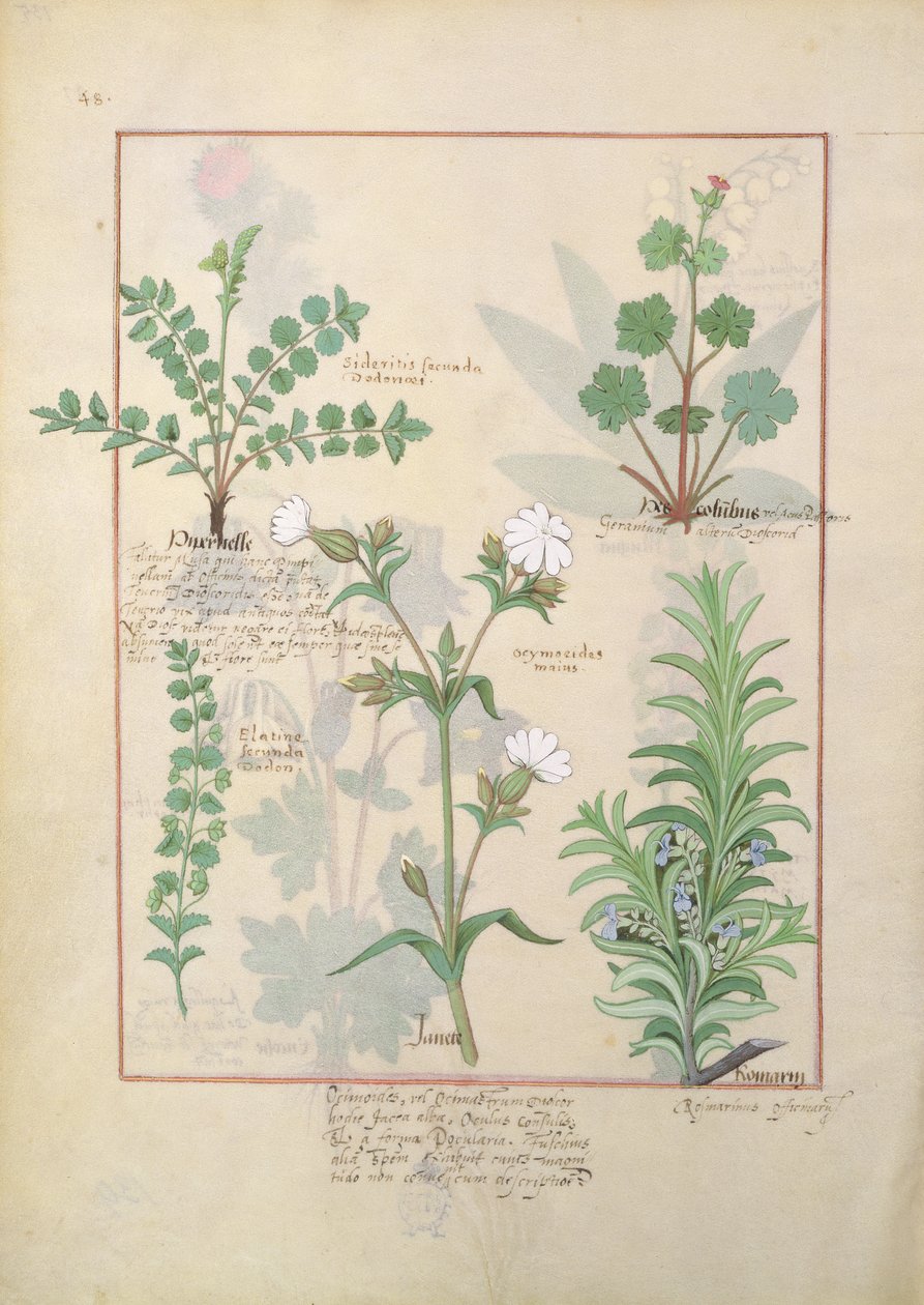 Ilustrace z Knihy jednoduchých léků od Mattheau Platearius 135r od Robinet Testard