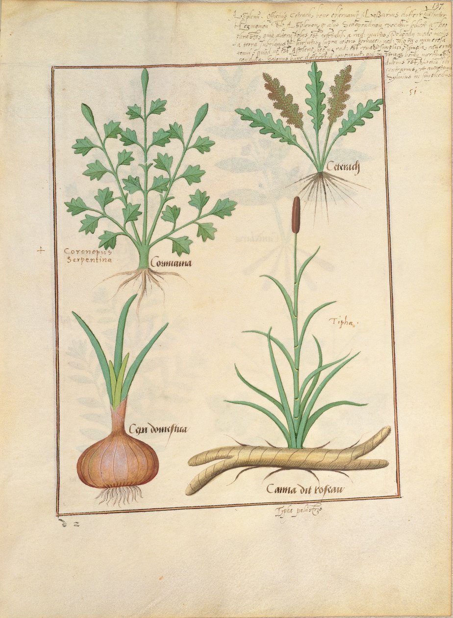 Ilustrace z knihy The Book of Simple Medicines od Mattheau Platearius 137r od Robinet Testard