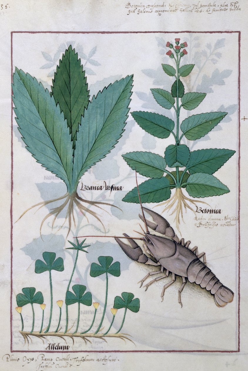 Ilustrace z Knihy jednoduchých léků od Mattheau Platearius 139v od Robinet Testard