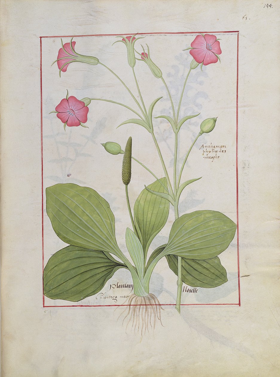 Ilustrace z Knihy jednoduchých léků od Matthea Platearia 144r od Robinet Testard