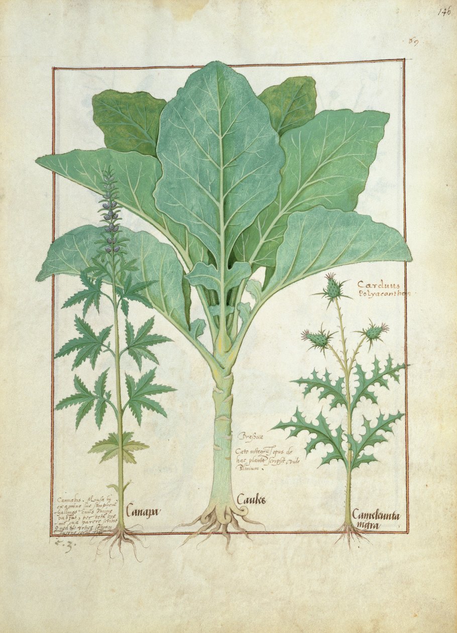 Konopí, brukvovité rostliny a bodlák, ilustrace z knihy Jednoduché léky od Matthea Platearia 145 od Robinet Testard