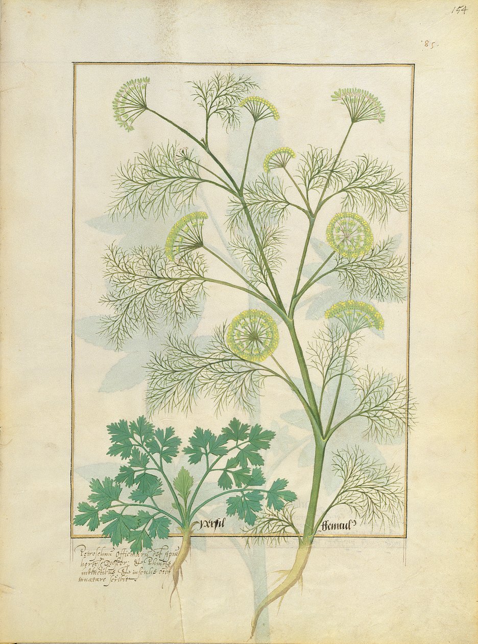 Petržel a fenykl, ilustrace z Knihy jednoduchých léků od Matthaeus Platearius 154r od Robinet Testard