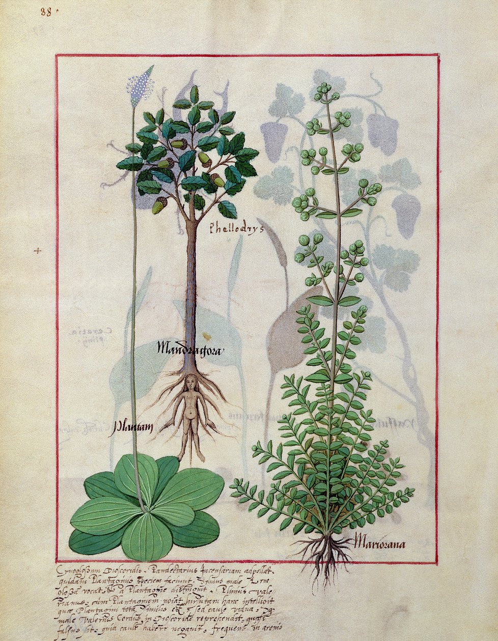 Ilustrace z Knihy jednoduchých léků od Mattheau Platearius 155v od Robinet Testard