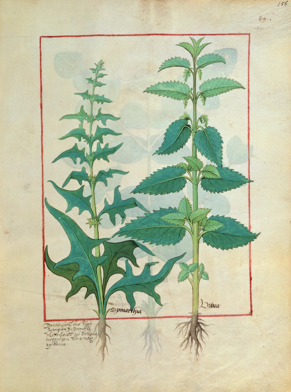 Urticaceae (čeleď kopřiv) Ilustrace z Knihy jednoduchých léků od Mattheau Platearius 156 od Robinet Testard