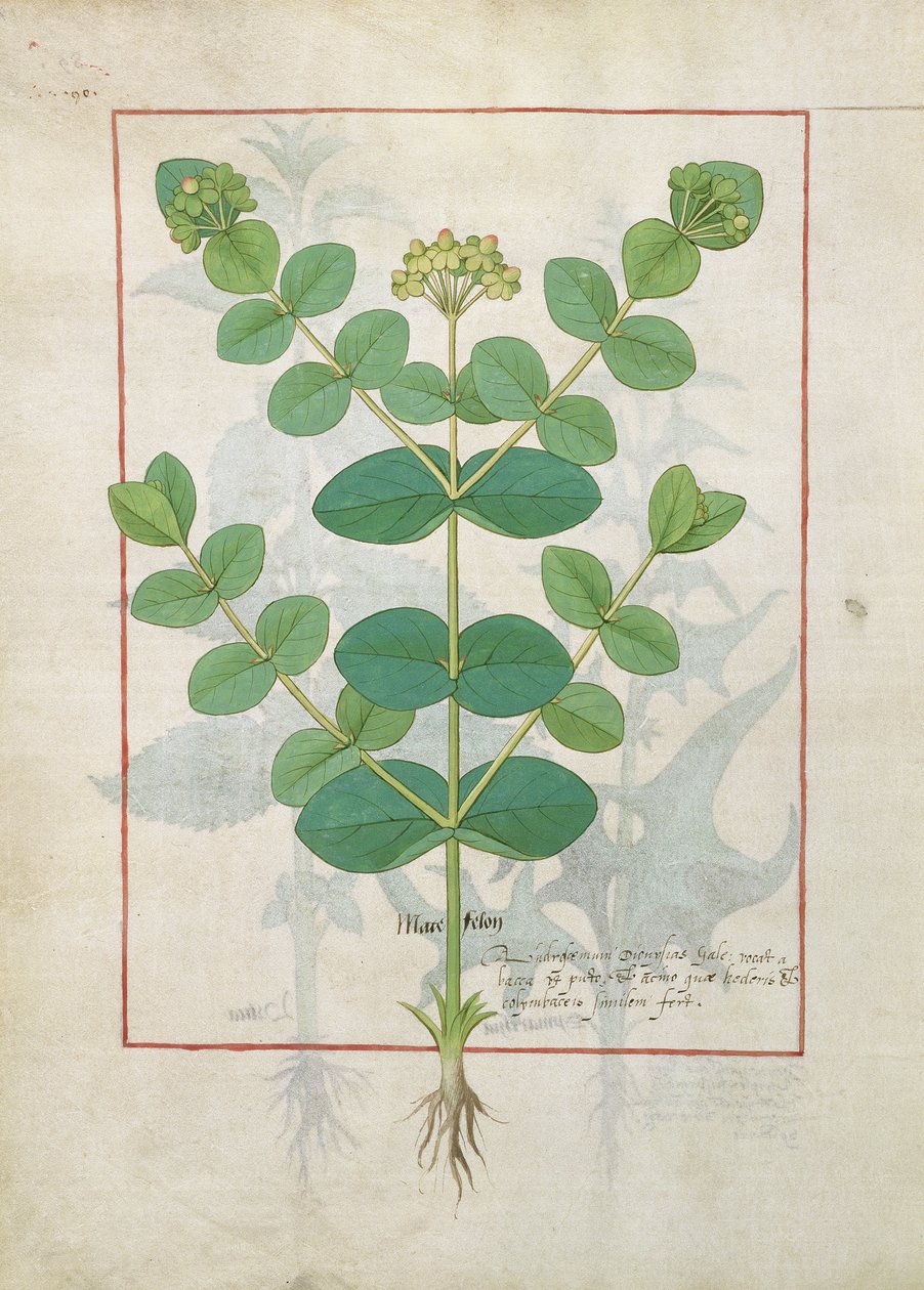 Květina, ilustrace z Knihy jednoduchých léků od Mattheaua Platearia 156 od Robinet Testard
