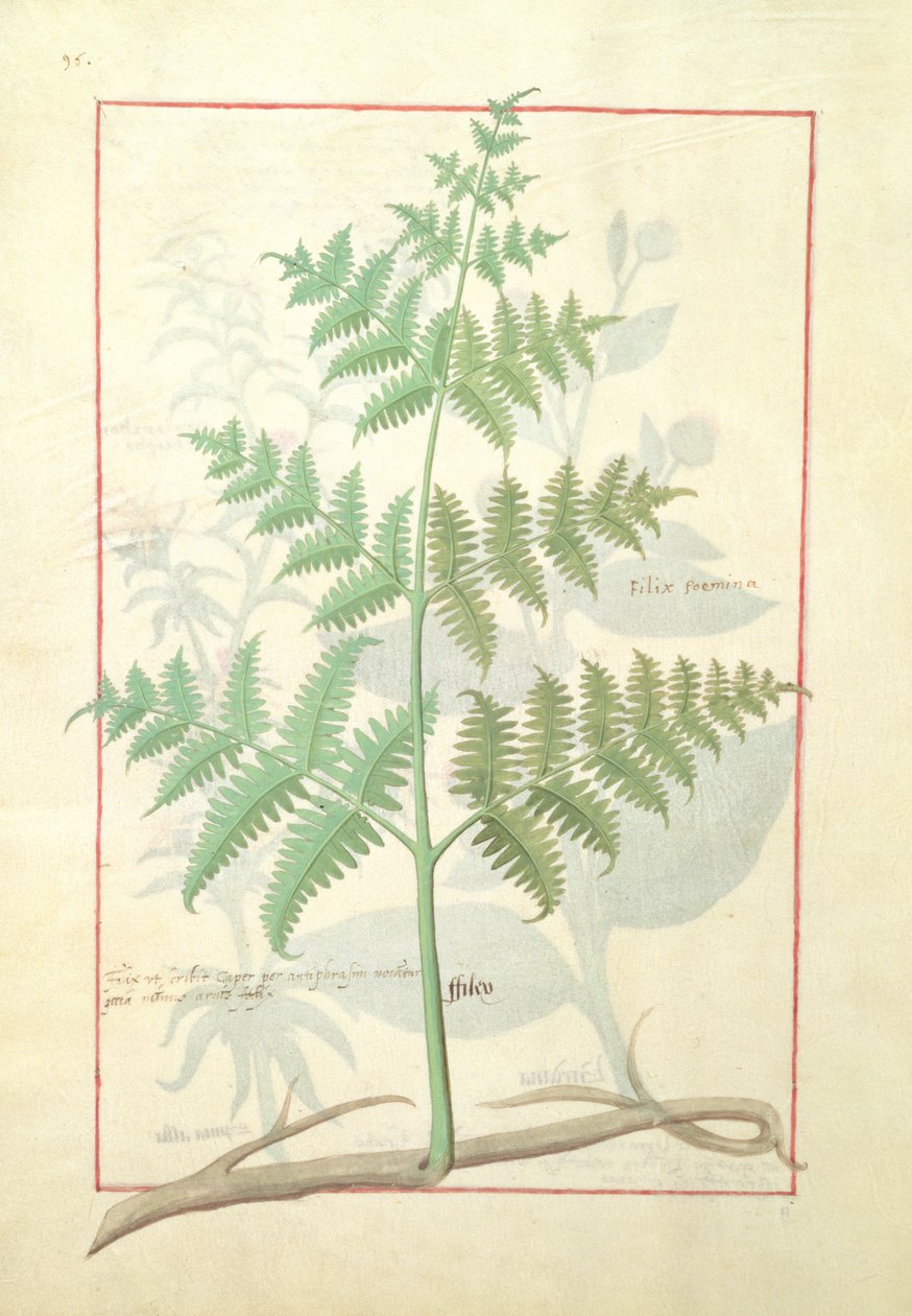 Ilustrace z Knihy jednoduchých léků od Matthea Platearia 159v od Robinet Testard