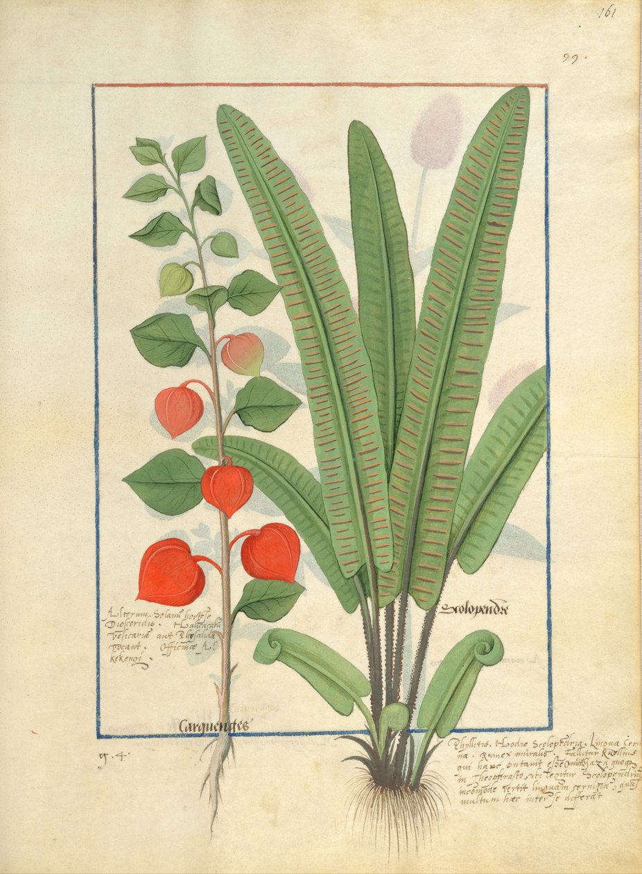Physalis (vlevo) Ilustrace z Knihy jednoduchých léků od Matthea Platearia 161r od Robinet Testard