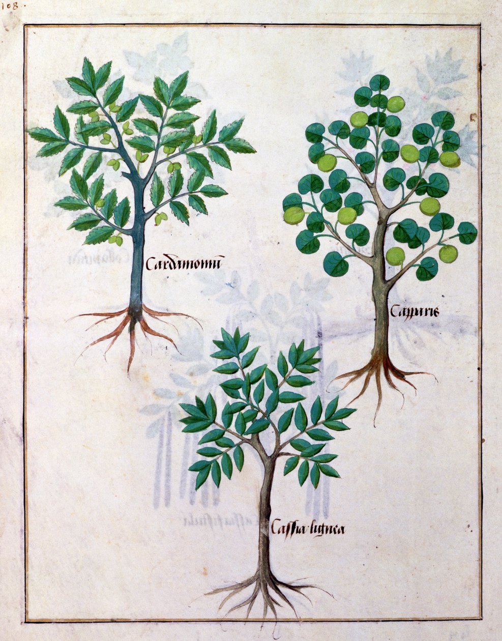 Ilustrace z Knihy jednoduchých léků od Matthea Platearia 165v od Robinet Testard