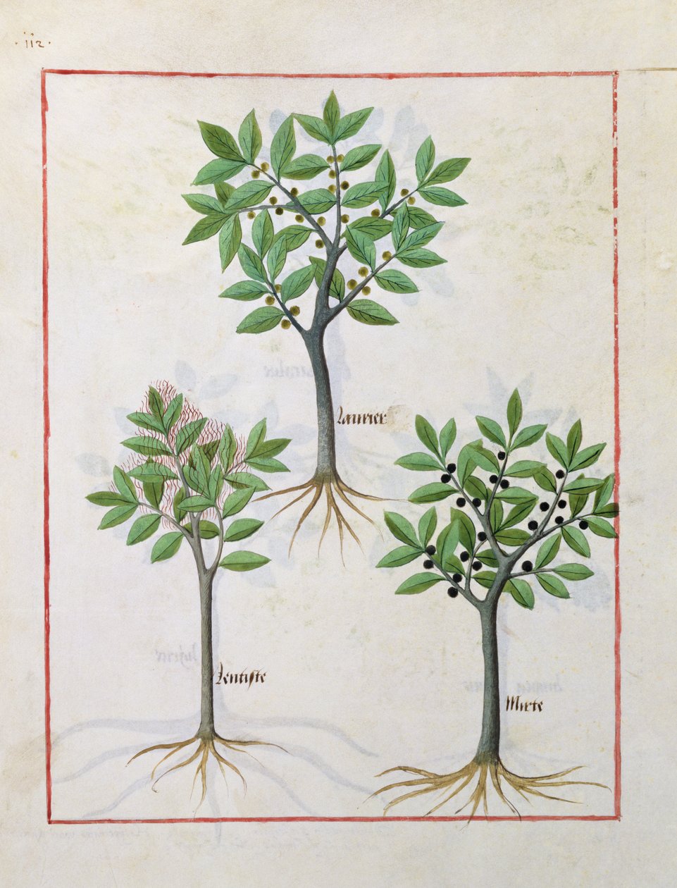 Ilustrace z Knihy jednoduchých léků od Mattheau Platearius 166v od Robinet Testard