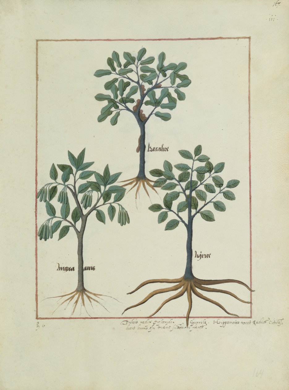 Paní Fr. Fv VI #1 fol.167r Ilustrace z Knihy jednoduchých léků od Mattheau Platearius (d.c.1161) c.1470 od Robinet Testard