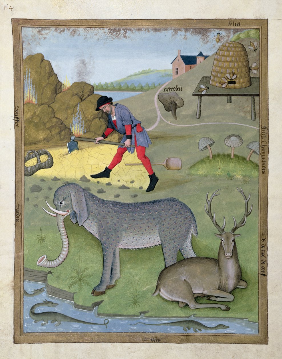 Ilustrace z Knihy jednoduchých léků od Mattheaua Platearia 168v od Robinet Testard