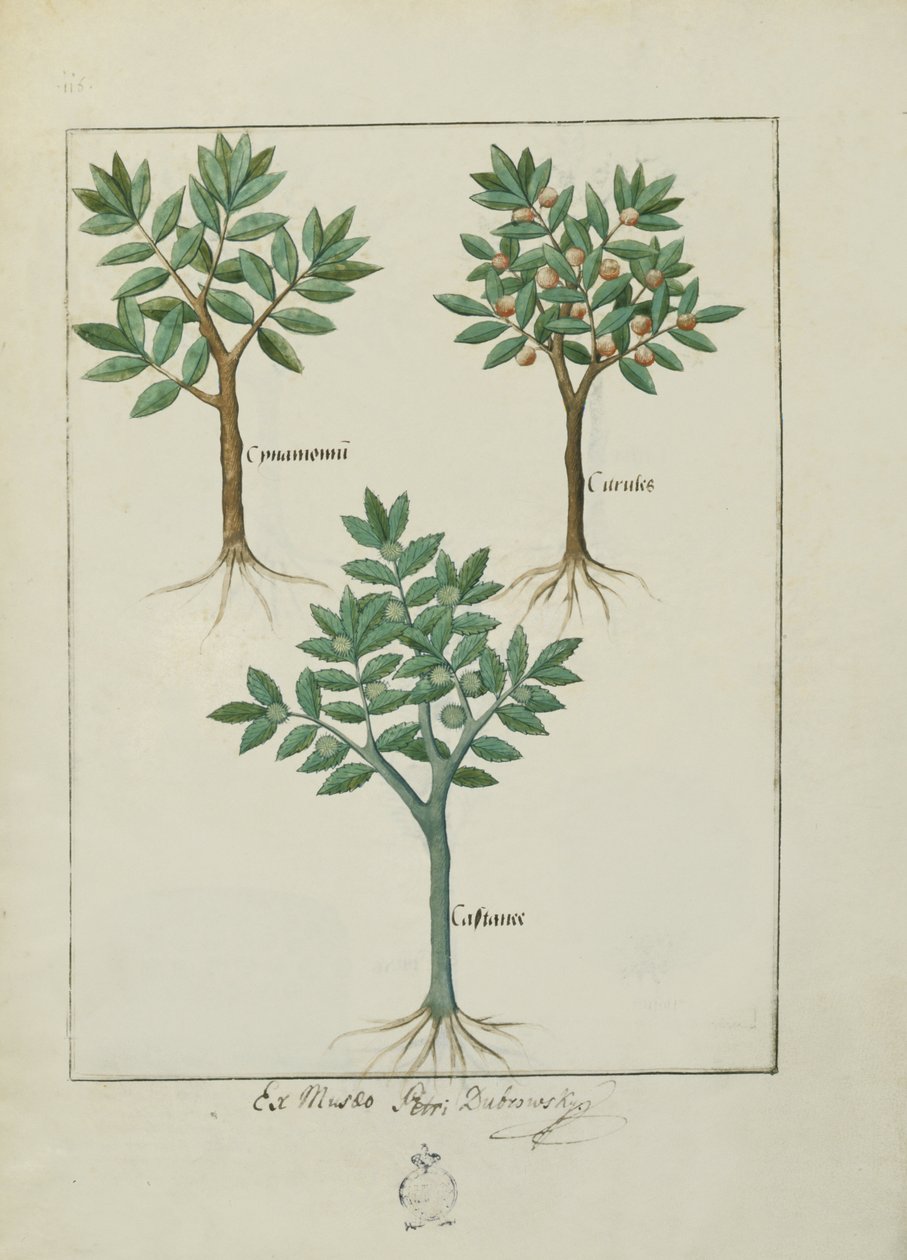 Paní Fr. Fv VI #1 fol.169v Ilustrace z Knihy jednoduchých léků od Mattheau Platearius (d.c.1161) c.1470 od Robinet Testard