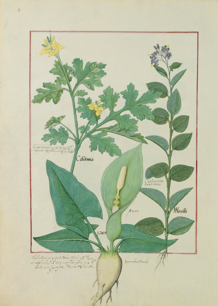 Vlaštovičník větší nebo mák, Solanum nebo Nightshade a Aron, ilustrace z Knihy jednoduchých léků od Mattheau Platearius 113v od Robinet Testard