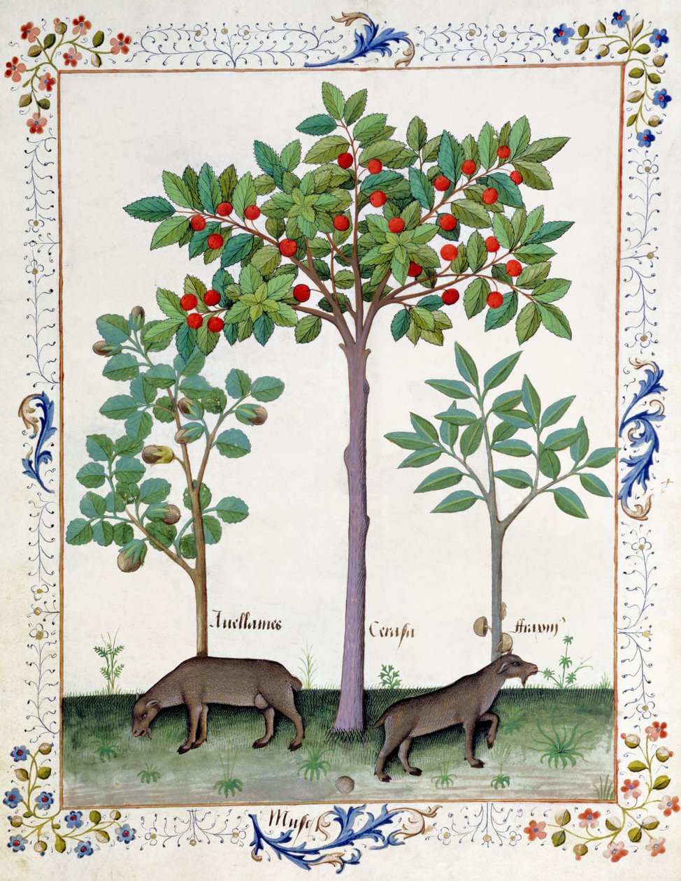 Keř lískových oříšků (vlevo) a třešeň (uprostřed), ilustrace z knihy Matouš Platearius 162r. od Robinet Testard