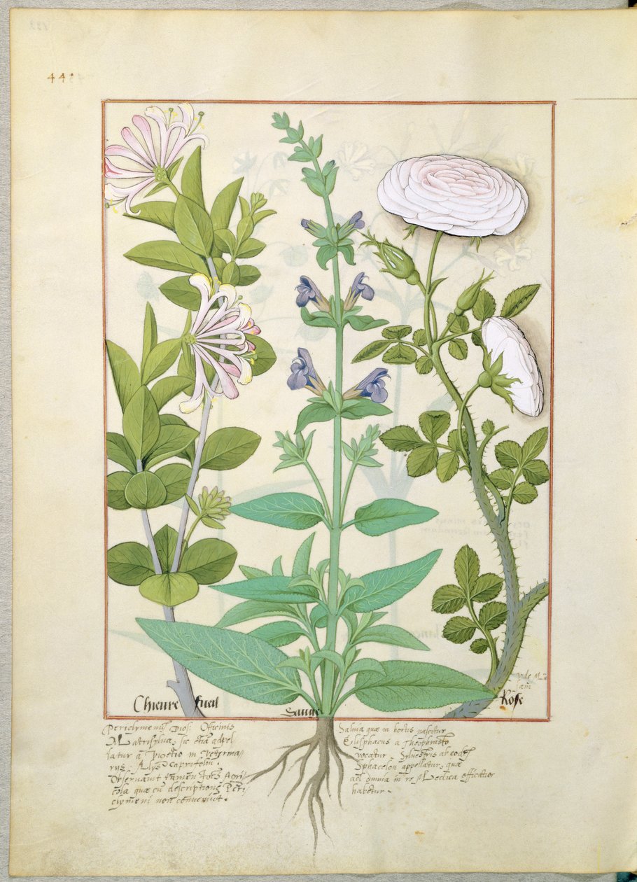 Zimolez, šalvěj a růže, ilustrace z knihy The Book of Simple Medicines od Mattheau Platearius 133v od Robinet Testard