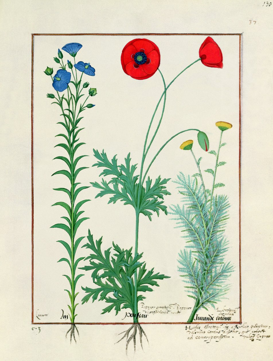 Linum, zahradní máky a Abrotanum, ilustrace z Knihy jednoduchých léků, Mattheau Platearius od Robinet Testard