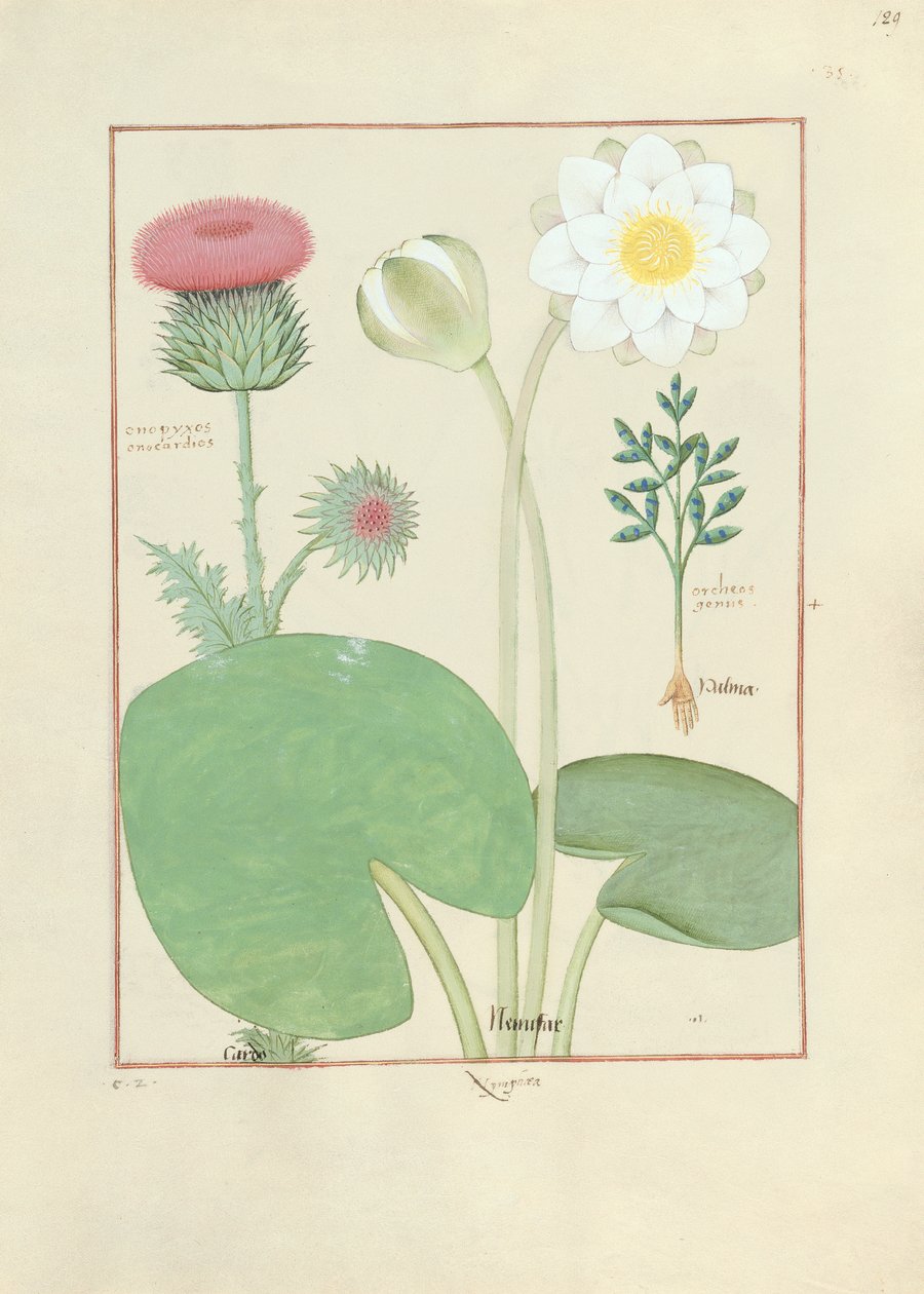 Ostropestřec, leknín a rostlina skočec, ilustrace z Knihy jednoduchých léků, Matthaeus Platearius od Robinet Testard