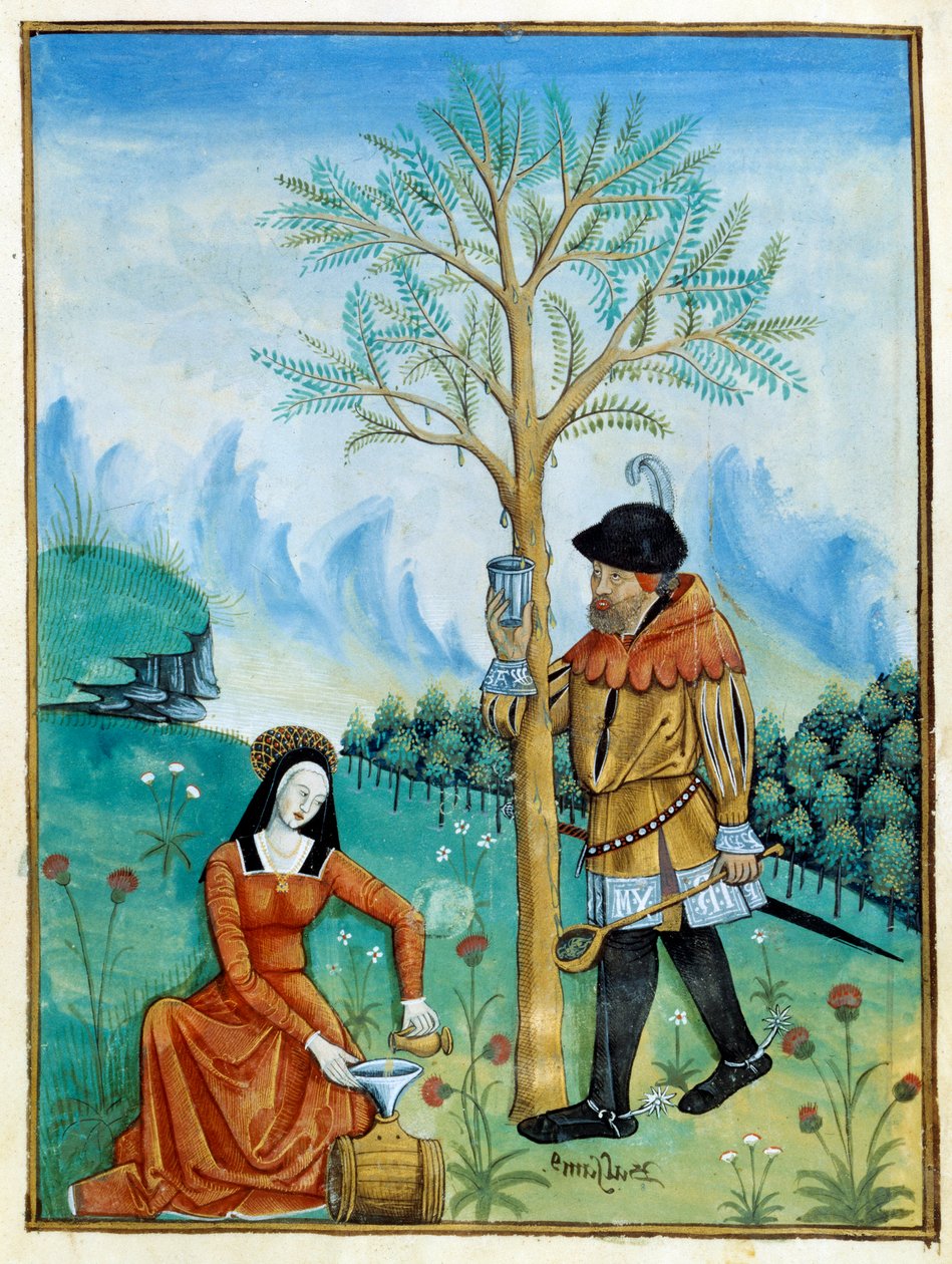 Balzám Recolation. Muž shromažďuje pryskyřici neboli seve, vytékající ze stromu (Flora: balsamier), používanou v lékařství, zatímco žena ji dává do sudu. Miniatura v „Knize jednoduchých lékařů““ (Folio 187v) v.1520-1530. Enlumine by Testard Tap od Robinet Testard