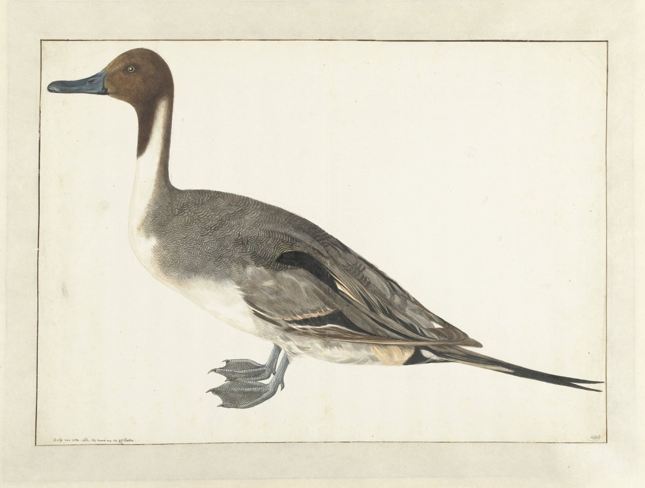 Drake Pintail od Rochus van Veen